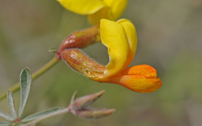 Lotus rigidus, Shrubby Deervetch, Southwest Desert Flora